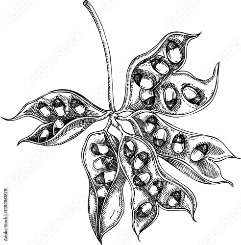Rosary pea sketch. Poisonous plant hand-drawn vector illustration. Traditional medicine design element. NOT AI generated
