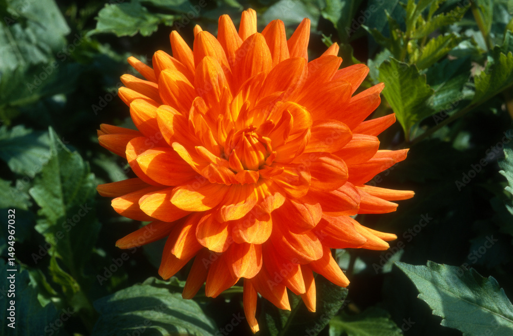Dahlia semi cactus 'Pekin' Dahlia semi cactus 'Pekin'