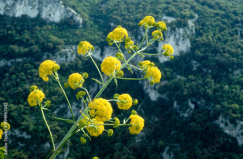 Ferula communis , Grande Férule, Gorges de l'Ardèche, Ardèche, Gard, France