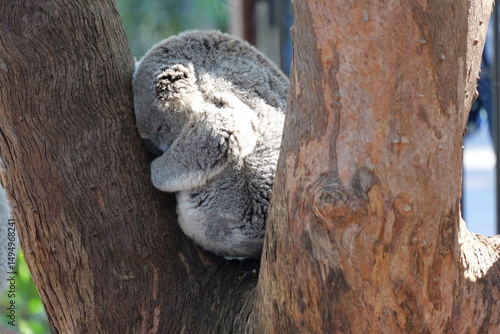 Photography koala in a tree