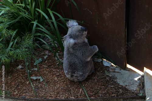 Photography Koala