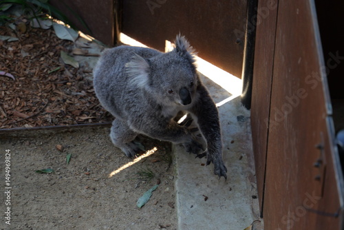 Photography koala