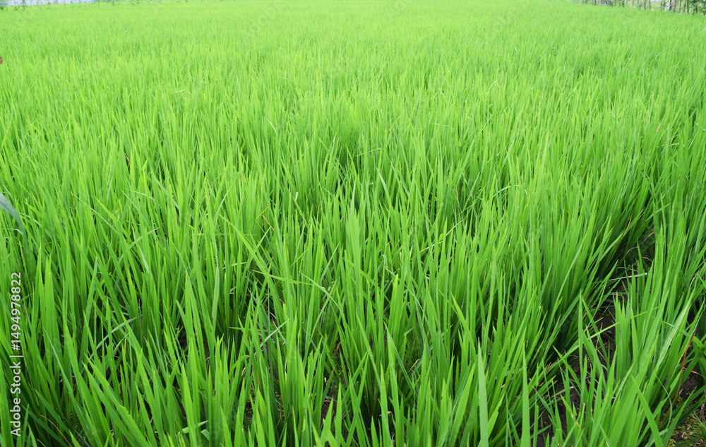 rice plants in the rice fields rice plants in the rice fields