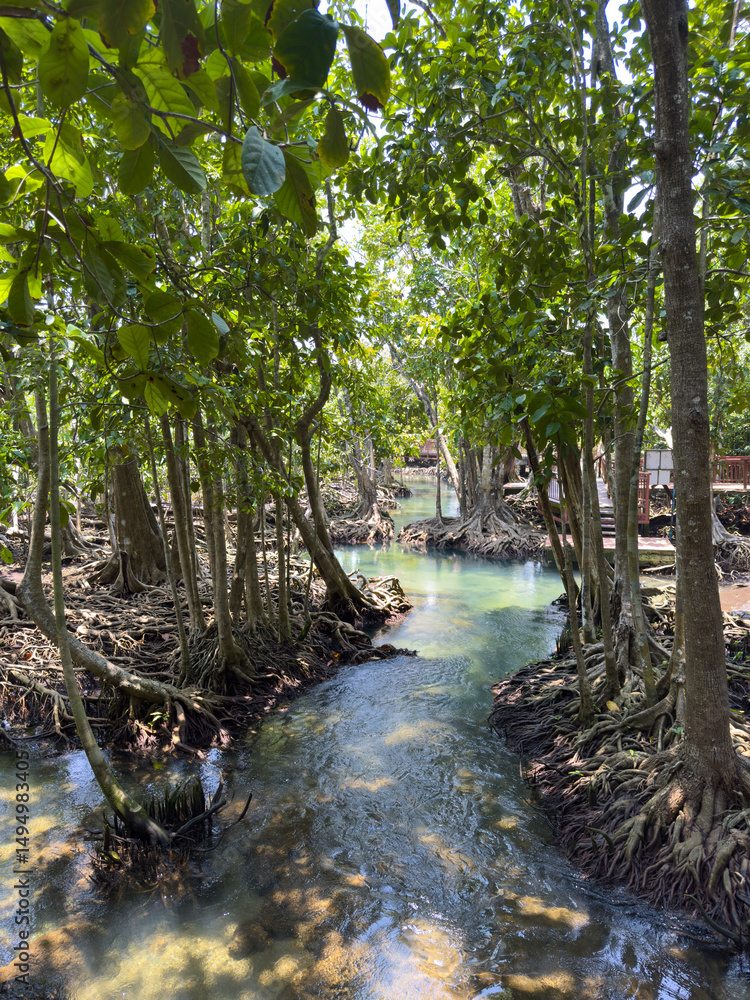 Obraz premium Path via Tha Pom mangrove in swam forest with tropical tree roots, Klong Song Nam, Krabi