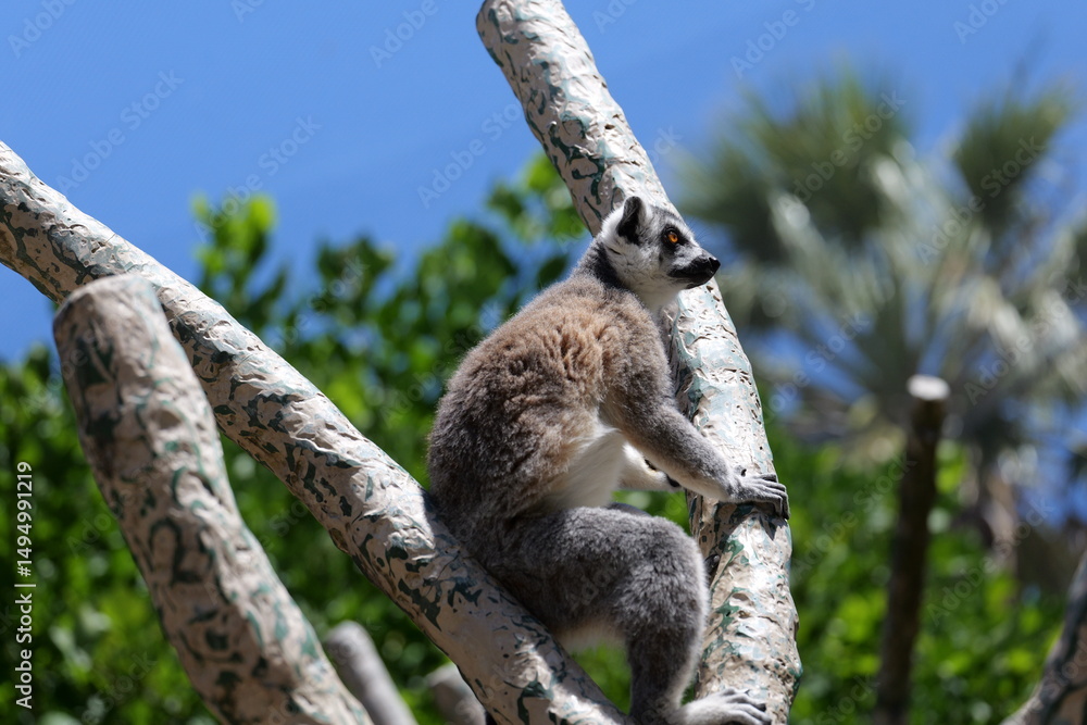 Obraz premium ring tailed lemur