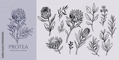 Protea, tropical flowers set, hand drawn illustrations sketch, monochrome