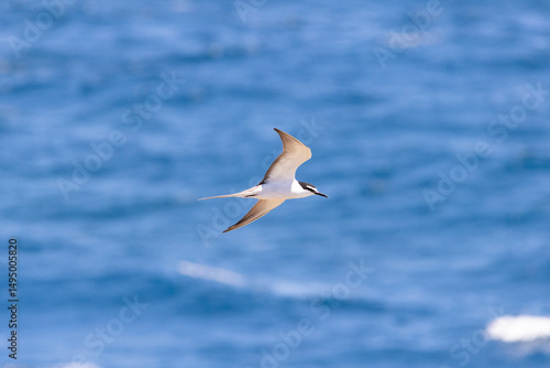 Little Tern in flight