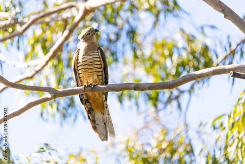 Pacific Baza