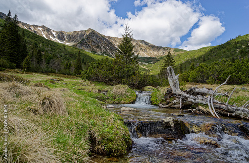 a stream and a old tree in the mountains
