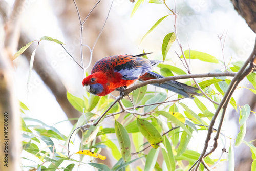 Crimson Rosella Parrot