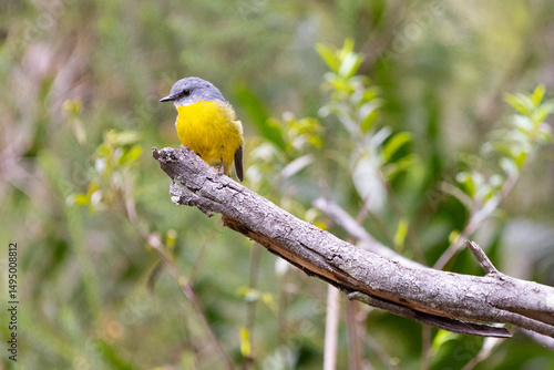 Eastern Yellow Robin