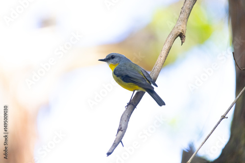 Eastern Yellow Robin