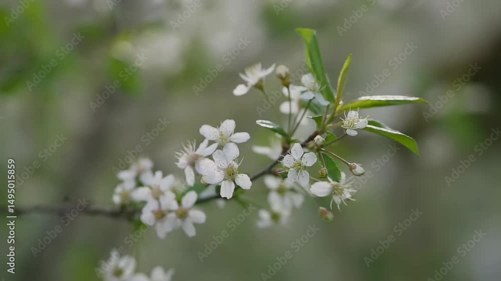 A close-up view of a cherry blossom branch with delicate white flowers swaying in the gentle spring breeze. The lush green leaves complement the serene atmosphere. A close-up view of a cherry blossom branch with delicate white flowers swaying in the gentle spring breeze. The lush green leaves complement the serene atmosphere.
