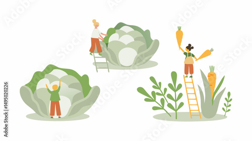 People harvesting vegetables like cauliflower and carrots using ladders in a garden setting illustration