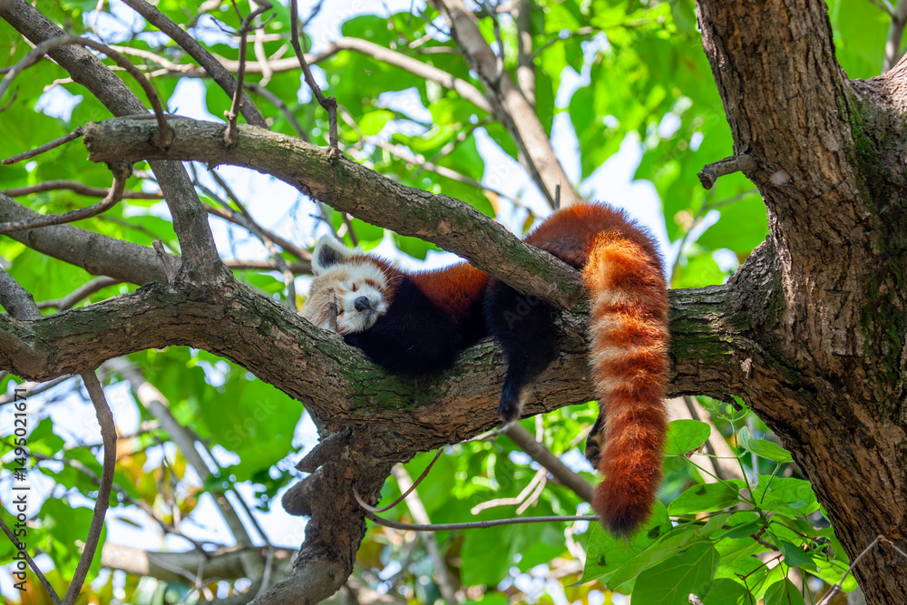 Fototapeta premium Red panda