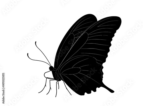 A butterfly is shown alone on a white background with silhouettes of butterflies