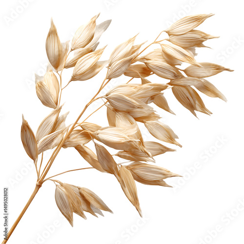 Detailed, stylized close-up of an oat plant's head against a colorful backdrop.  The grain is presented with decorative elements.