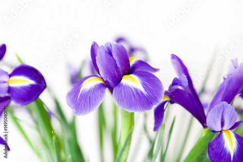 Beautiful violet iris flowers on a white background. Minimalist floral composition.