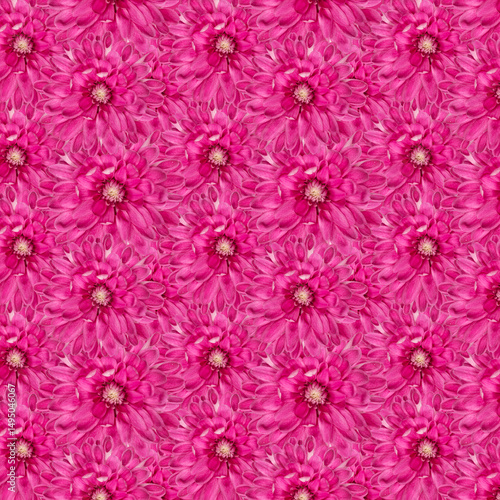 Bright Pink Floral Pattern With Symmetrical Blooming Petals chrysanthemum