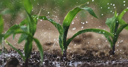 Super Slow Motion Close-Up of Corn Seedling Sprinkled with Water. Young Green Plant Growing in Soil While Getting Hydrated in Sunlight, Concept of Farming, Growth, Nature, and Sustainable Agriculture.