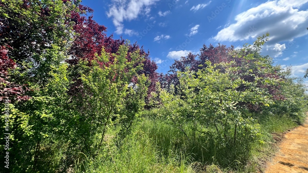 Obraz premium lavender field in provence