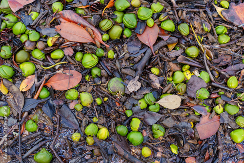 Close up of greenmangrove seeds and orange leaves washed up on the beach. Main beach, Coochiemudlo Island, Queensland, Australia