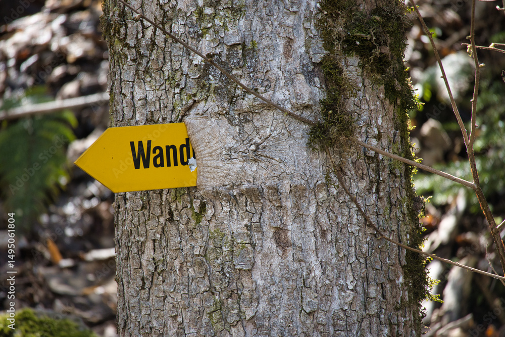 Fototapeta premium sign grown into tree