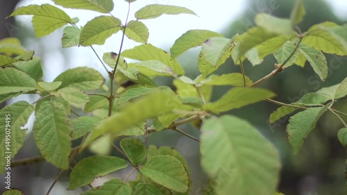 Wallpaper Mural green leaves on the tree Torontodigital.ca