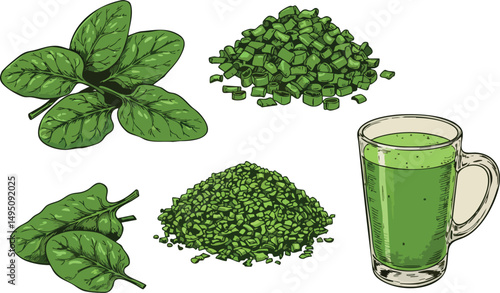 Fresh spinach leaves chopped spinach pieces and green spinach juice vector illustration 
