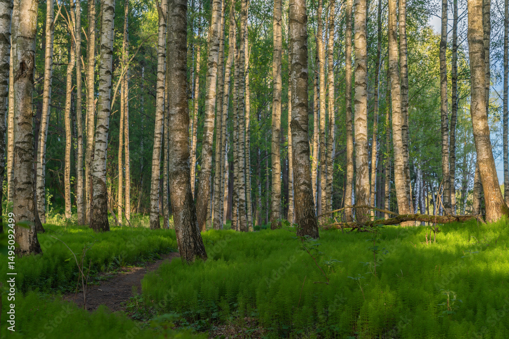 Naklejka premium Spring sunset in a forest