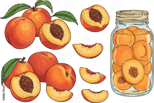 Fresh ripe peaches with leaves and preserved peaches in glass jar vector illustration 