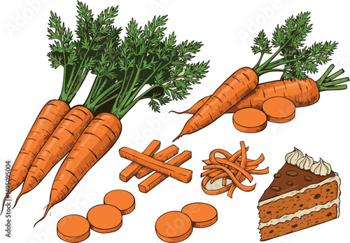 Carrot vegetable fresh whole sliced sticks and cake illustration vector image 