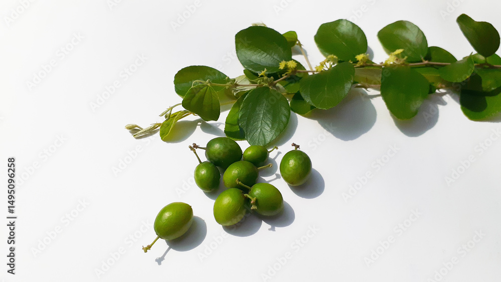 Bidara (Ziziphus mauritiana) fruit on a white background. Also known as widara, Indian jujube, Indian plum, Chinese date, Chinese apple, ber and dunks. Nature concept. Bidara (Ziziphus mauritiana) fruit on a white background. Also known as widara, Indian jujube, Indian plum, Chinese date, Chinese apple, ber and dunks. Nature concept.