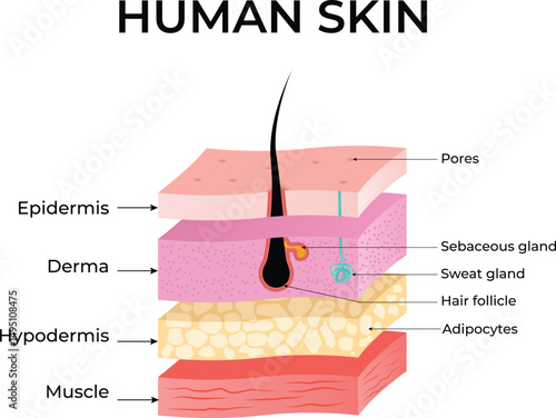 Diagram of Human Skin Layers and Anatomy Design Vector Illustration