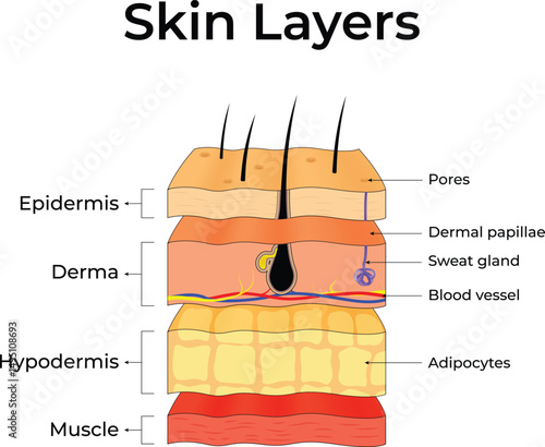 Skin Layers: An Anatomical Overview Design Vector Illustration