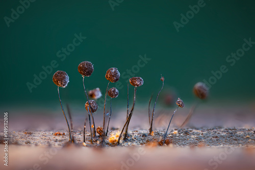 Slime molds. The smallest mushrooms in the world. Mysterious creatures of nature. Nature background. 