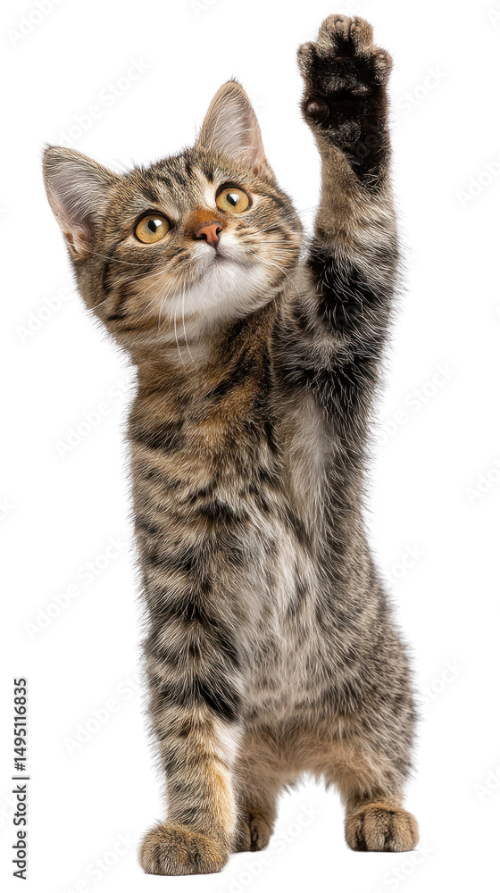 Obraz premium Playful Kitten Reaches Upward: A curious young kitten, its eyes wide with wonder, playfully reaches its paw upwards, as if eager to interact. Capturing innocence and boundless energy.