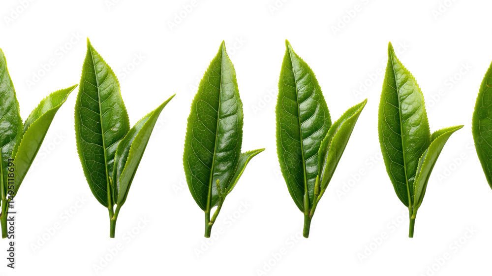 Fototapeta premium Fresh Tea Leaves in a Row: A macro shot of fresh, vibrant green tea leaves arranged in a neat row, showcasing their delicate texture and natural beauty. Capturing the essence of purity and health.