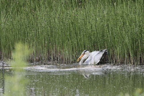 Heron catching fish on the bank of the Staritsa River near the village of Agro-Pustyn in the Ryazan region
