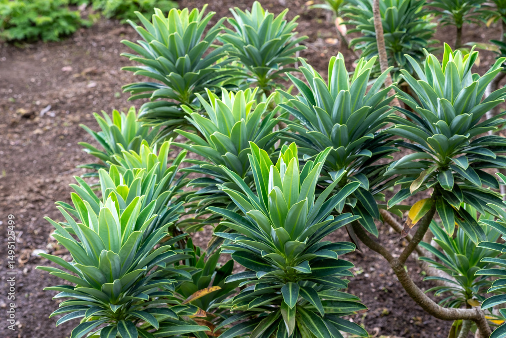 Euphorbia stygiana Azorische Wolfsmilch Euphorbia stygiana Azorische Wolfsmilch