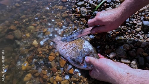 A cook cuts fish outdoors with a knife