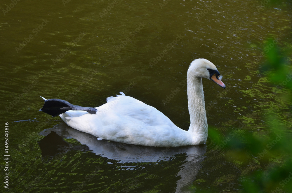 Obraz premium White mute swan (cygnus olor) peacefully swimming in the water of park pond with an outstretched paw .Fauna ,white swan in spring ,wildlife.