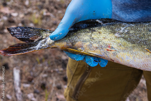 Closeup image of a freshly caught pike fish tail being held by a man wearing a blue latex protective glove in a forest environment in Finland. 
