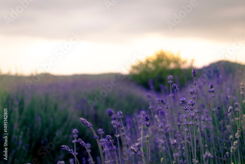 Lavender fields in the surroundings of Sale San Giovanni, Piedmont, Italy.	