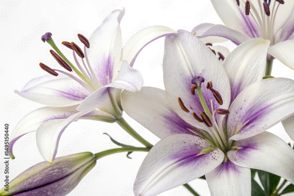 Fototapeta premium White-purple Lily. Lily flowers closeup. Flowers isolated on white background (2)