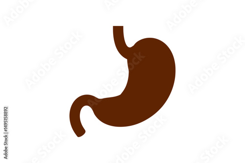 Human stomach anatomy digestive system organ health