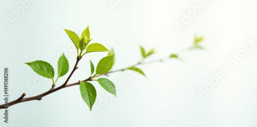 Small and wiry branch isolated on white background with bright highlight, bright highlight, foliage