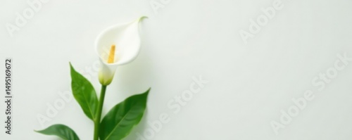 The solitary stem of a calla lily with elegant white petals and leaves on a pristine backdrop, single, flower