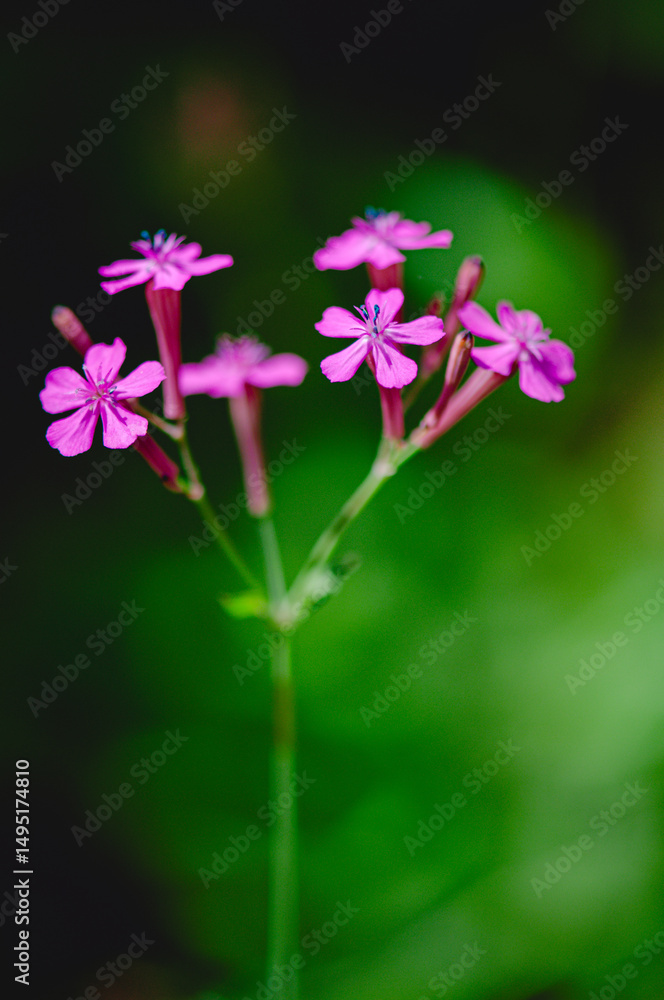 花 花