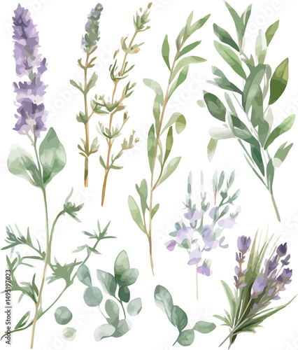 Herbal plant watercolor set featuring mint, rosemary, sage, and lavender botanical illustrations for kitchen decor - vector illustration